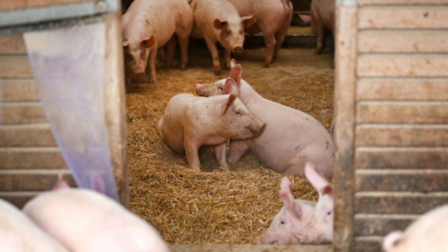 Schweine auf Biohof in Nordrhein-Westfalen