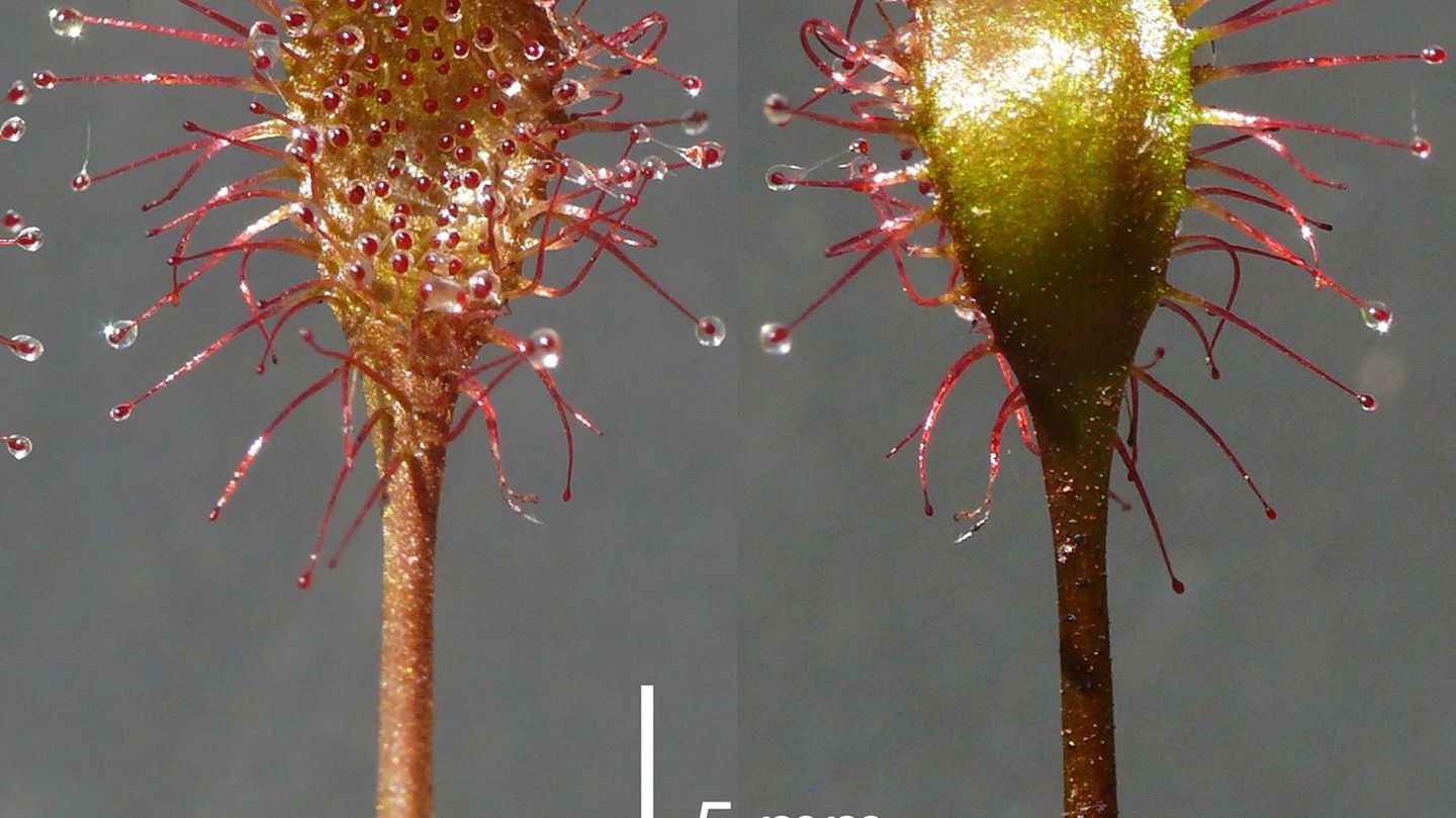 Neue Pflanzen werden den Experten zufolge überaus selten in Mitteleuropa, Deutschland und Bayern entdeckt. (Handout) Foto: Andre