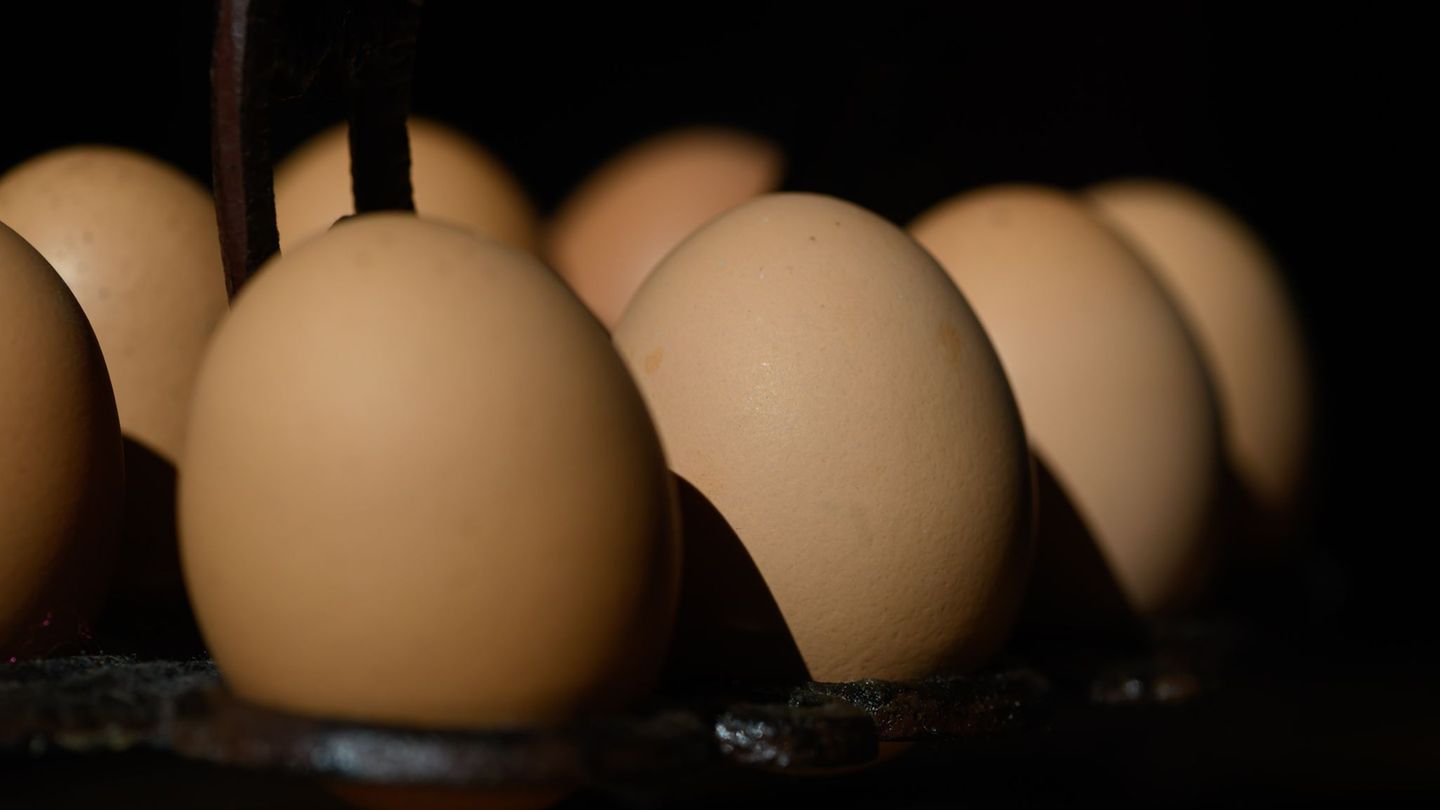 In Möglingen wurden auch Häuser mit Eiern beworfen. (Symbolbild) Foto: Robert Michael/dpa