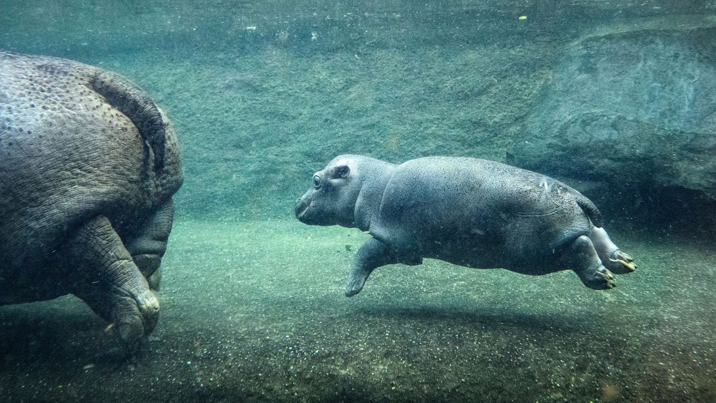 Das kleine Flusspferd im Berliner Zoo ist nicht mehr namenlos. Foto: Bernd von Jutrczenka/dpa