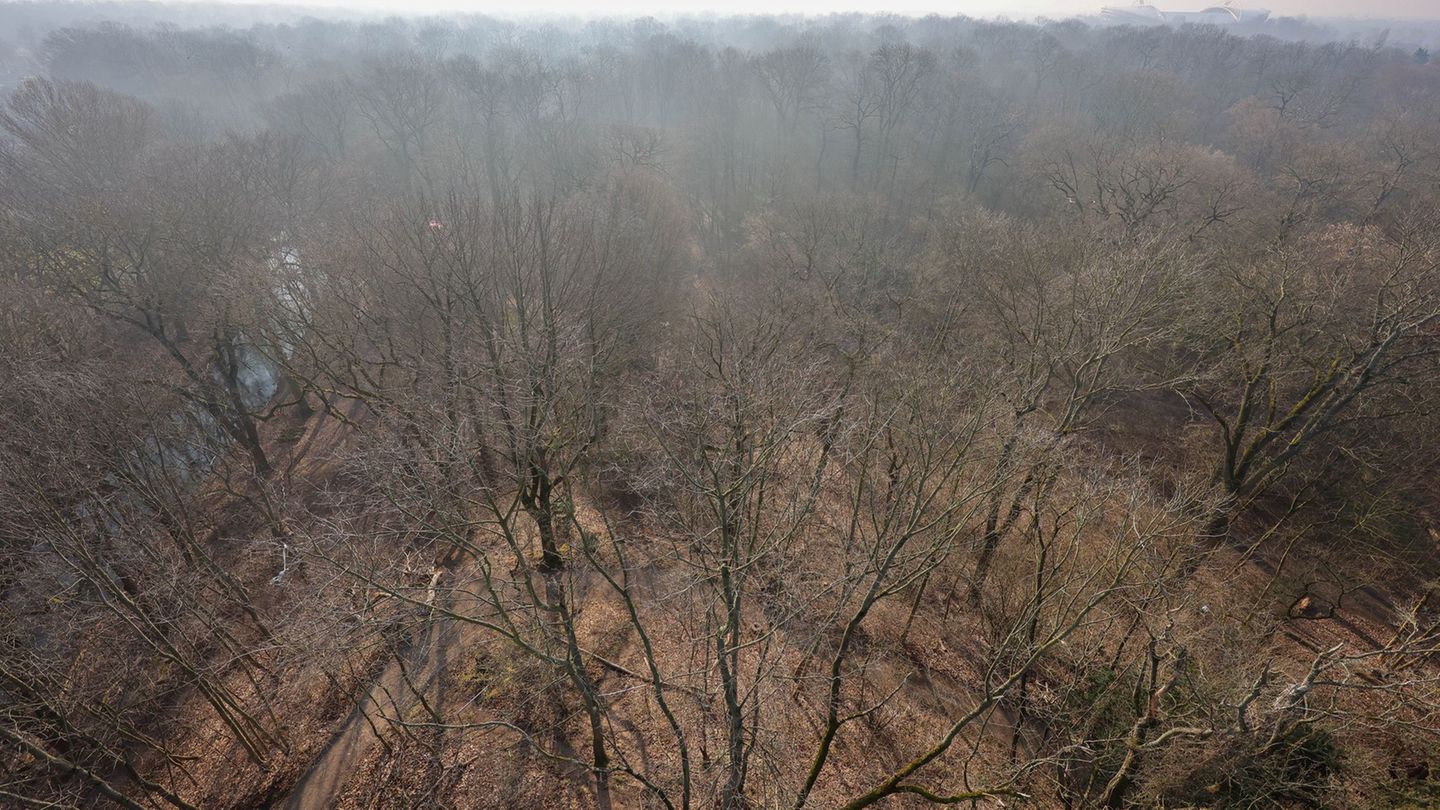 Der Leipziger Auwald ist mit einer Fläche von mehr als 2.000 Hektar einer der größten Stadtwälder in Mitteleuropa. (Archivbild)