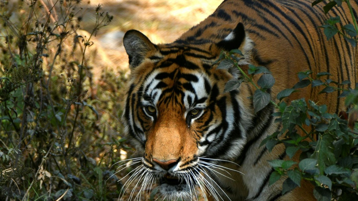 Tiger
