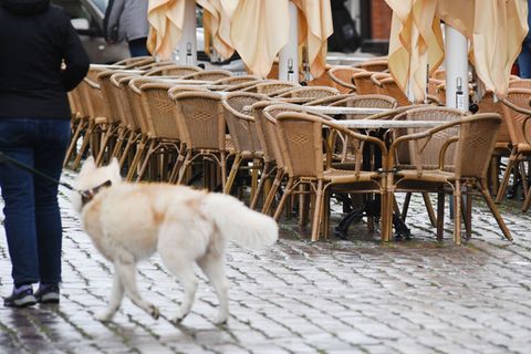 Statistik zeigt leichtes Umsatzplus im Gastgewerbe in MV. (Symbolbild) Foto: Stefan Sauer/dpa