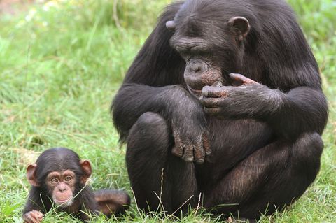 Im Zoo in Bremerhaven ist ein Schimpansenbaby eingeschläfert worden – der Fall wird nun näher untersucht. (Symbolbild) Foto: Hol