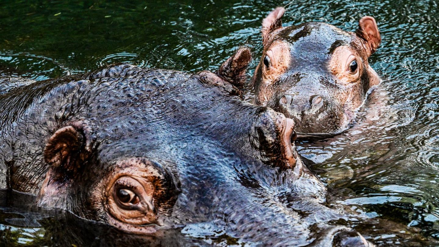 Berlin, Deutschland. Wie soll das Baby-Nilpferd heißen? Der Berliner Zoo rief seine Besucher zur Namensgebung eines frisch geborenen Hippo-Bullen auf. Das Ergebnis: Willi Wackelöhrchen. Hier schwimmt er an der Seite seiner Mutter Nala (14) bei der feierlichen Verkündung seines Namens durch das Becken im Hippo-Bay im Zoologischen Garten. Süß!