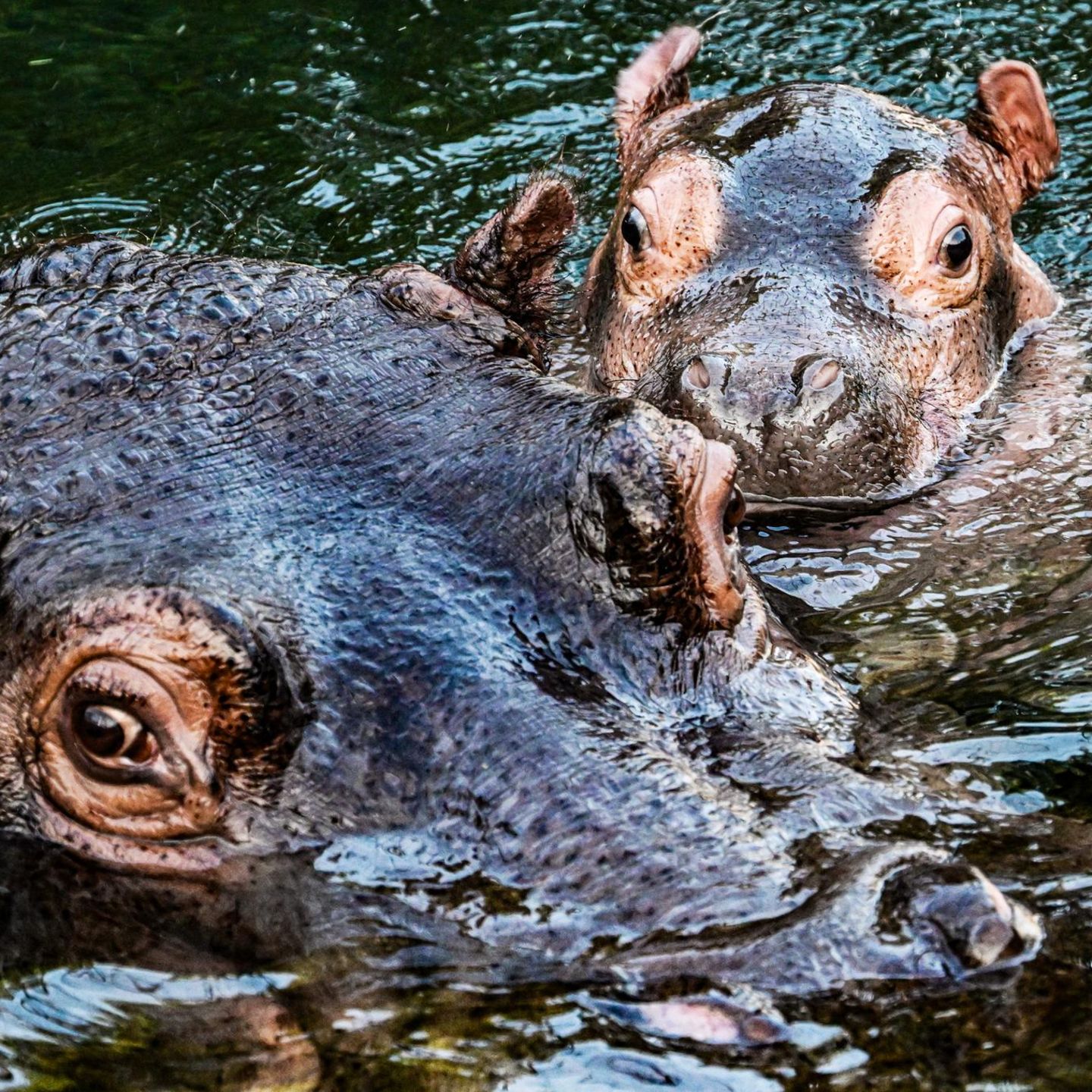 Berlin, Deutschland. Wie soll das Baby-Nilpferd heißen? Der Berliner Zoo rief seine Besucher zur Namensgebung eines frisch geborenen Hippo-Bullen auf. Das Ergebnis: Willi Wackelöhrchen. Hier schwimmt er an der Seite seiner Mutter Nala (14) bei der feierlichen Verkündung seines Namens durch das Becken im Hippo-Bay im Zoologischen Garten. Süß!
