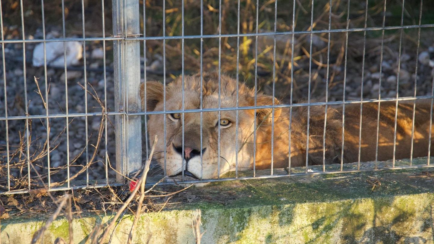 Aus Albanien in die Pfalz: der gerettete Löwe Erion. Foto: VIER PFOTEN/dpa