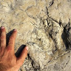 Die Dino-Spuren wurden in den italienischen Alpen entdeckt (Symbolbild)
