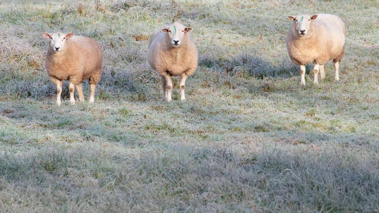 Sonnige Tage stehen bevor. Foto: Uwe Anspach/dpa