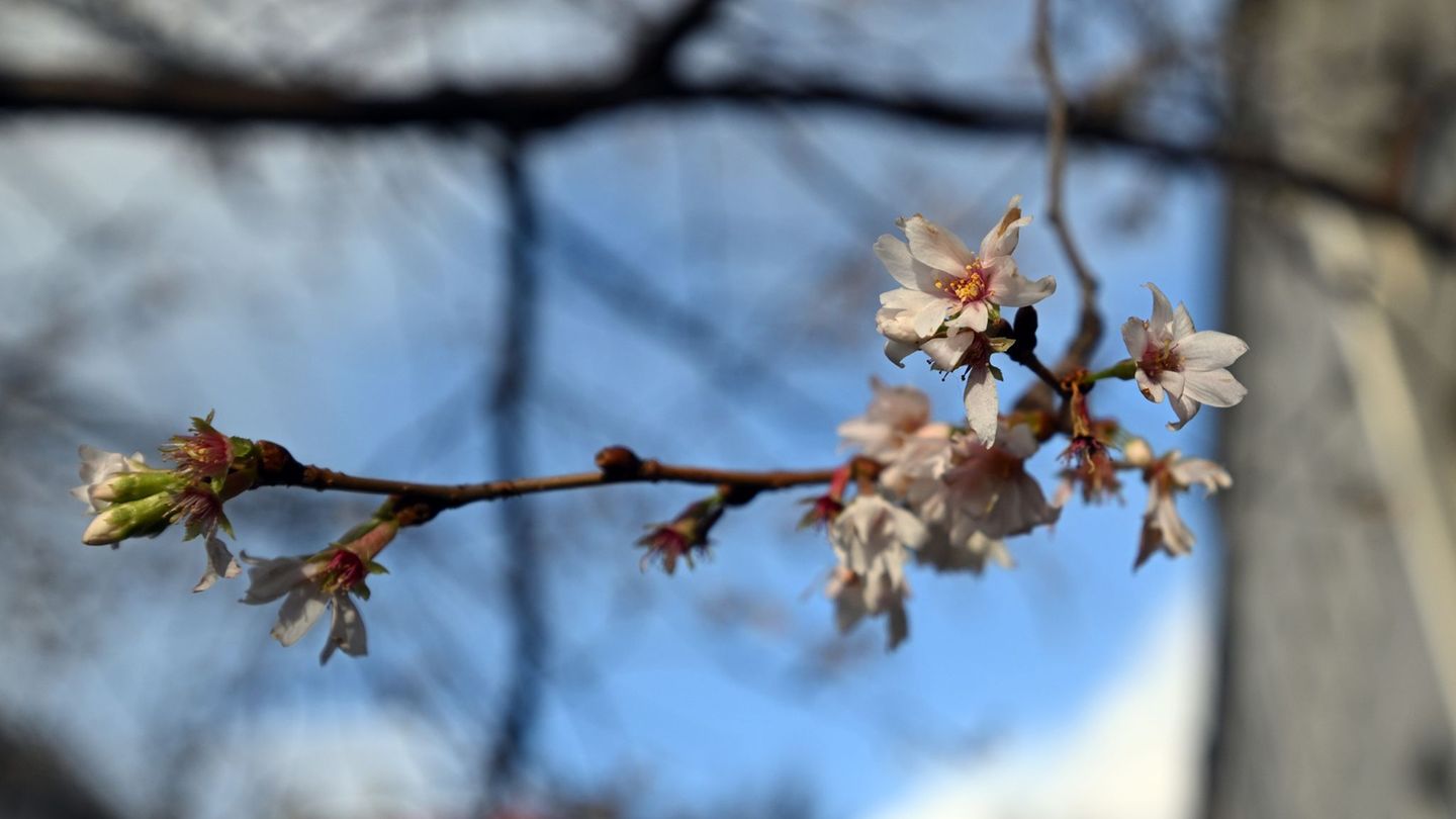 In den kommenden Tagen bleibt es ungewöhnlich warm für die Adventszeit. (Archivbild) Foto: Federico Gambarini/dpa