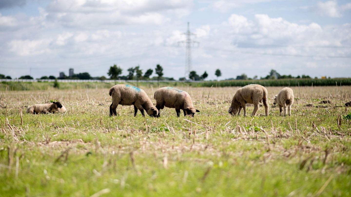 Rund 70 Schafe wurden von einer Weide gestohlen. (Archivbild) Foto: Hauke-Christian Dittrich/dpa