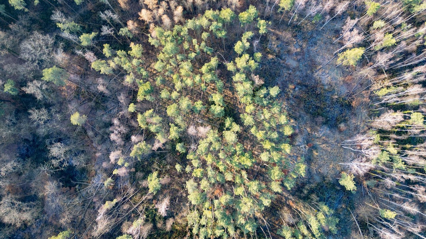In den sächsischen Wäldern gibt es viele Bäume mit Problemen. (Archivbild). Foto: Robert Michael/dpa