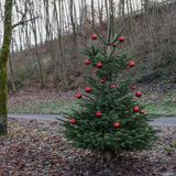 Weiße Weihnacht ist in Deutschland eher die Ausnahme denn die Regel. Schuld daran ist das sogenannte Weihnachtstauwetter, das sich ab Mitte Dezember einstellt. Dass trotzdem der "leise rieselnde Schnee" besungen wird, liegt vermutlich an der "Kleinen Eiszeit". Diese Kälteperiode endete Mitte des 19. Jahrhundert, zu der Zeit, als sich heute bekannte Weihnachtskultur zu entwickeln begann