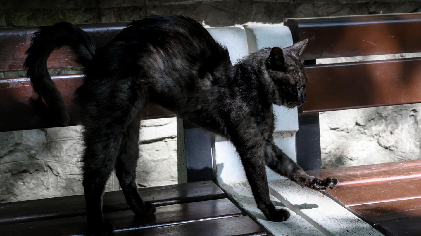 Obacht in Island: Statt eines Knecht Rupprecht zum Nikolaus droht den Kindern dort die Weihnachtskatze Jólakötturin: bucklig, struppig, gelbe Augen. Anhand alter Kleidung erkennt sie alle Kinder, die nicht brav waren und frisst sie