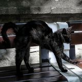 Obacht in Island: Statt eines Knecht Rupprecht zum Nikolaus droht den Kindern dort die Weihnachtskatze Jólakötturin: bucklig, struppig, gelbe Augen. Anhand alter Kleidung erkennt sie alle Kinder, die nicht brav waren und frisst sie