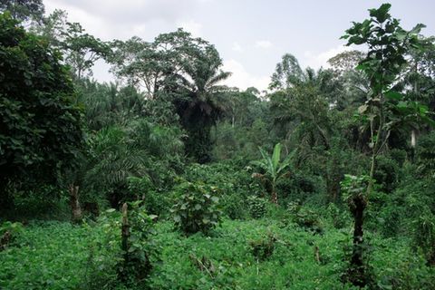Wald mit Kakaofeldern in der Demokratischen Republik Kongo
