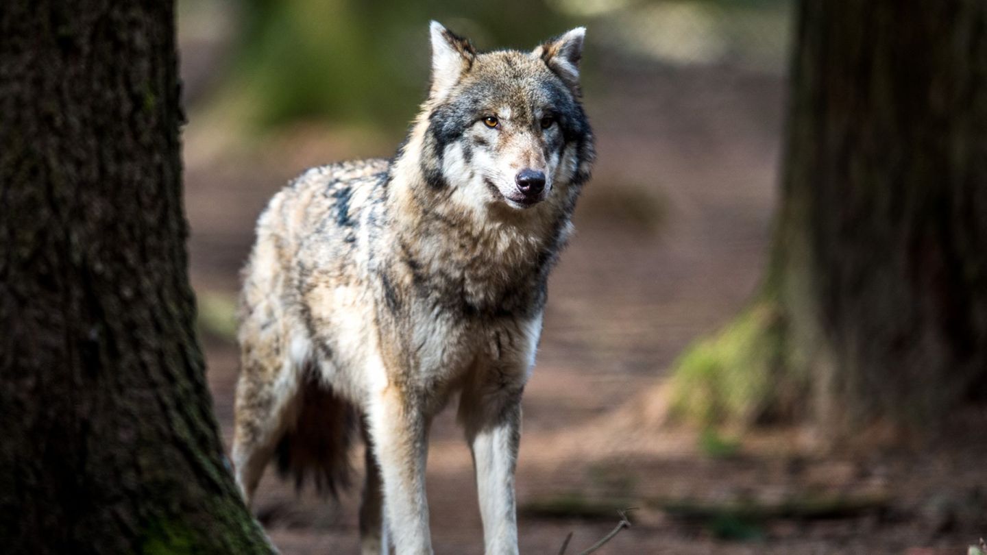 Wölfe sollen in Deutschland in einem Jahr in mehr als 1000 Fällen Nutztiere gerissen haben