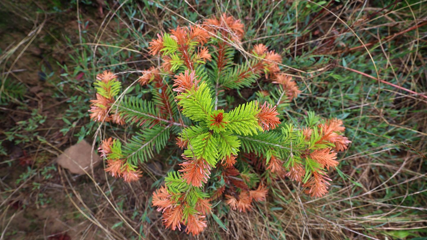 Auch an Christbäumen gehen die negativen Folgen von Hitze, Trockenheit und Klimawandel nicht spurlos vorbei. (Illustration) Foto