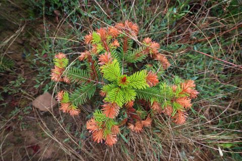 Auch an Christbäumen gehen die negativen Folgen von Hitze, Trockenheit und Klimawandel nicht spurlos vorbei. (Illustration) Foto