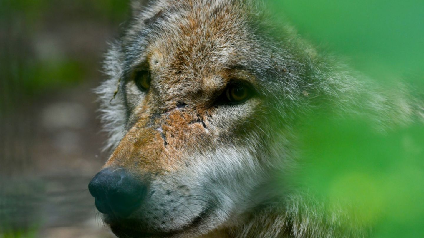 Wolf in einem Wildpark