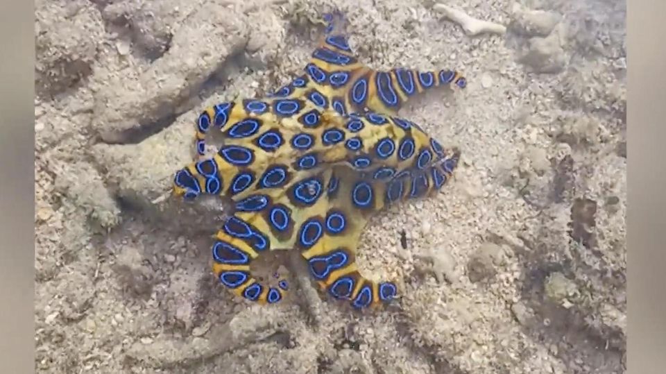 Tourist findet super tödlichen Kraken – und hält ihn unbedacht in die Kamera