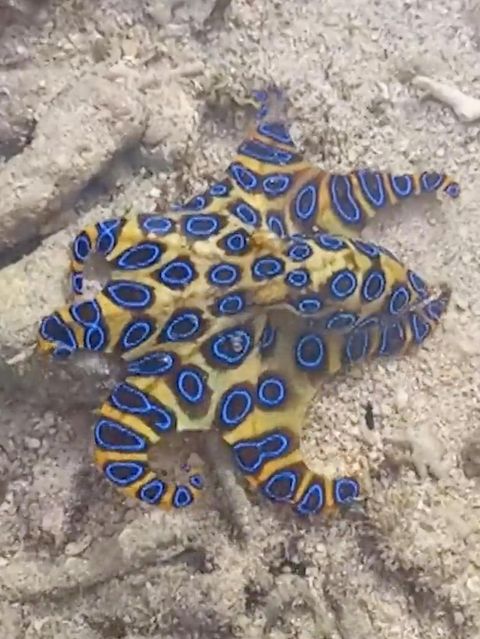 Tourist findet super tödlichen Kraken – und hält ihn unbedacht in die Kamera