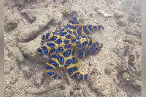 Tourist findet super tödlichen Kraken – und hält ihn unbedacht in die Kamera