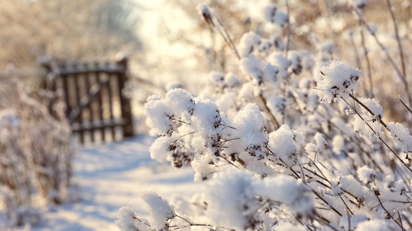 Von Ernte bis Frostschutz: Wie gut kennen Sie sich im winterlichen Garten aus?