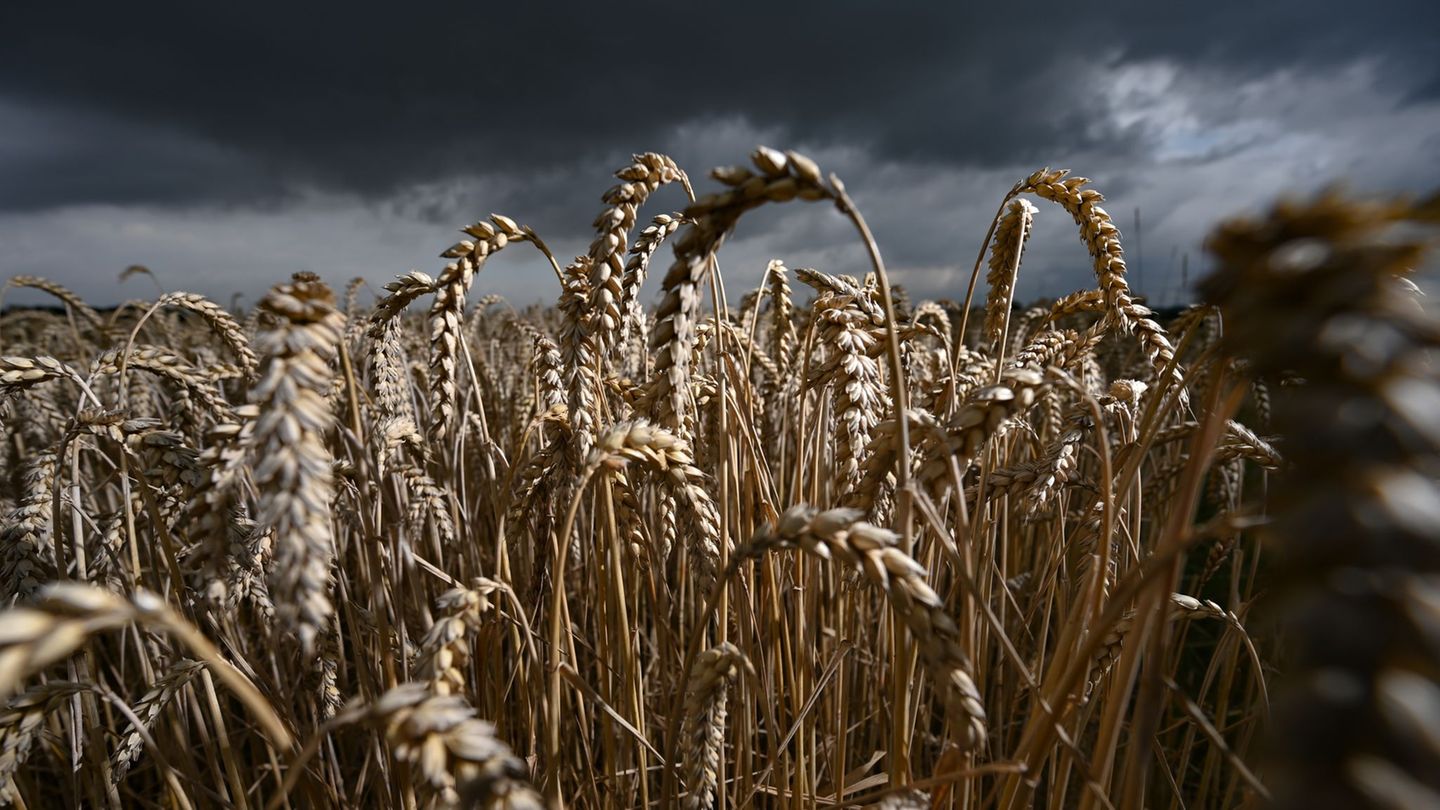 Der Anbau von Winterfeldfrüchten in Thüringen geht zurück. (Symbolbild) Foto: Arne Dedert/dpa