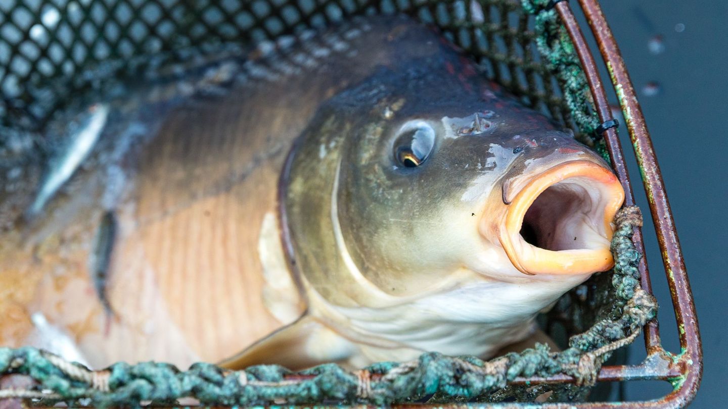 Etwa 200 Kilogramm Karpfen wurden gestohlen. (Symbolbild) Foto: Frank Hammerschmidt/dpa