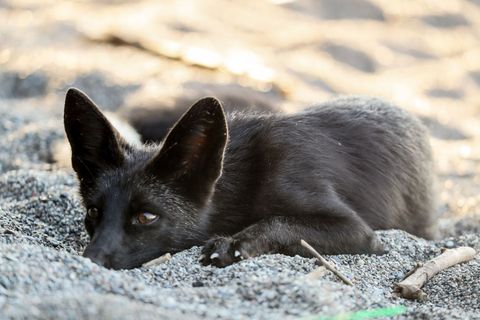Das Foto zeigt einen Silberfuchs in einem Tierpark in Kanada. (Symbolbild) Foto: Christopher Drost/SHIFT digital via ZUMA Wire/d