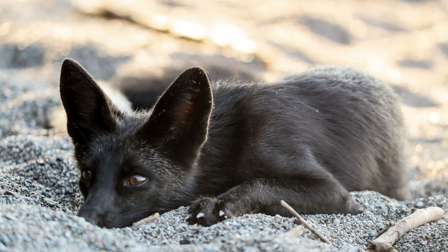 Das Foto zeigt einen Silberfuchs in einem Tierpark in Kanada. (Symbolbild) Foto: Christopher Drost/SHIFT digital via ZUMA Wire/d