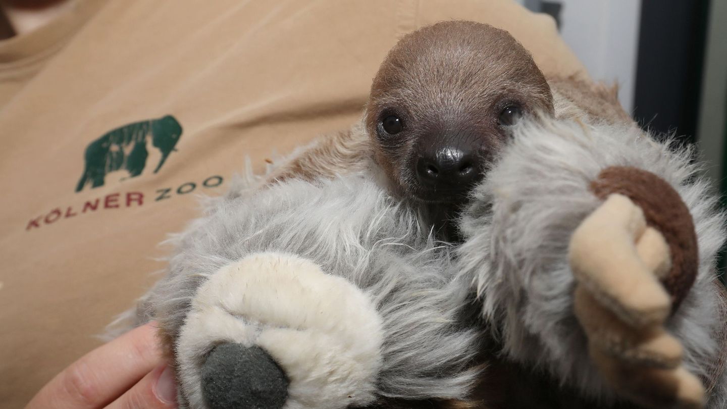Das noch namenlose Faultier-Baby kuschelt mit einem Plüschtier. Foto: A. Sliwa/Kölner Zoo/dpa