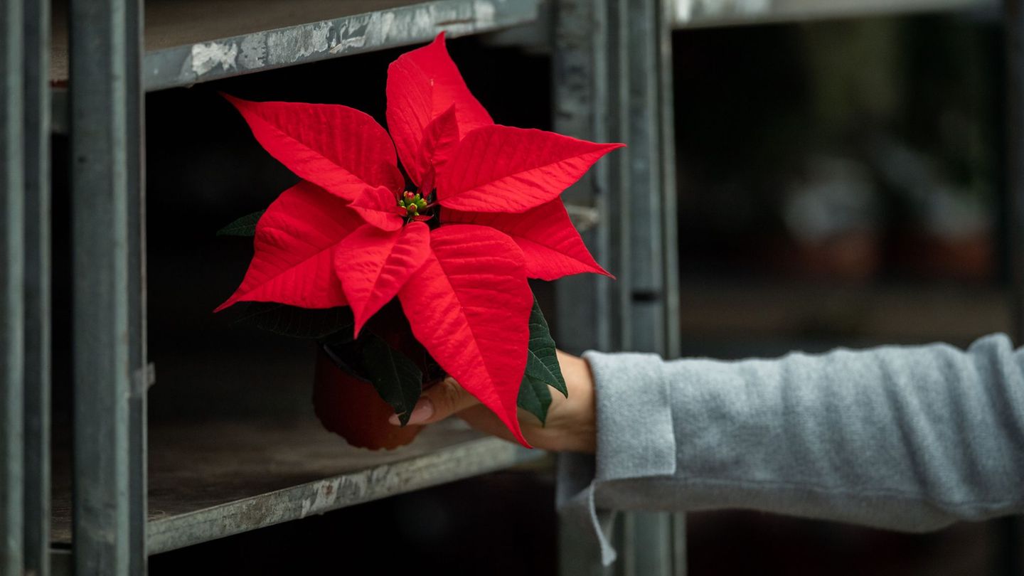Obwohl die Produktion gesunken ist, steht der Weihnachtsstern weiter auf Platz eins der in Niedersachsen erzeugten Zimmerpflanze