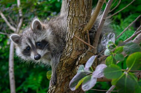 Mehr als 9.500 Waschbären wurden in Bayern im vergangenen Jagdjahr geschossen. (Symbolbild) Foto: Patrick Pleul/dpa