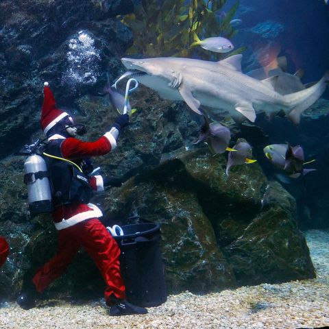 Bangkok, Thailand. Tauchende Weihnachtsmänner sind in den Aquarien der Welt nichts Ungewöhnliches. Meistens füttern sie aber keinen Hai wie hier. Im Sea Life Bangkok Ocean World riskieren sie viel, um den Touristen eine Attraktion zu bieten