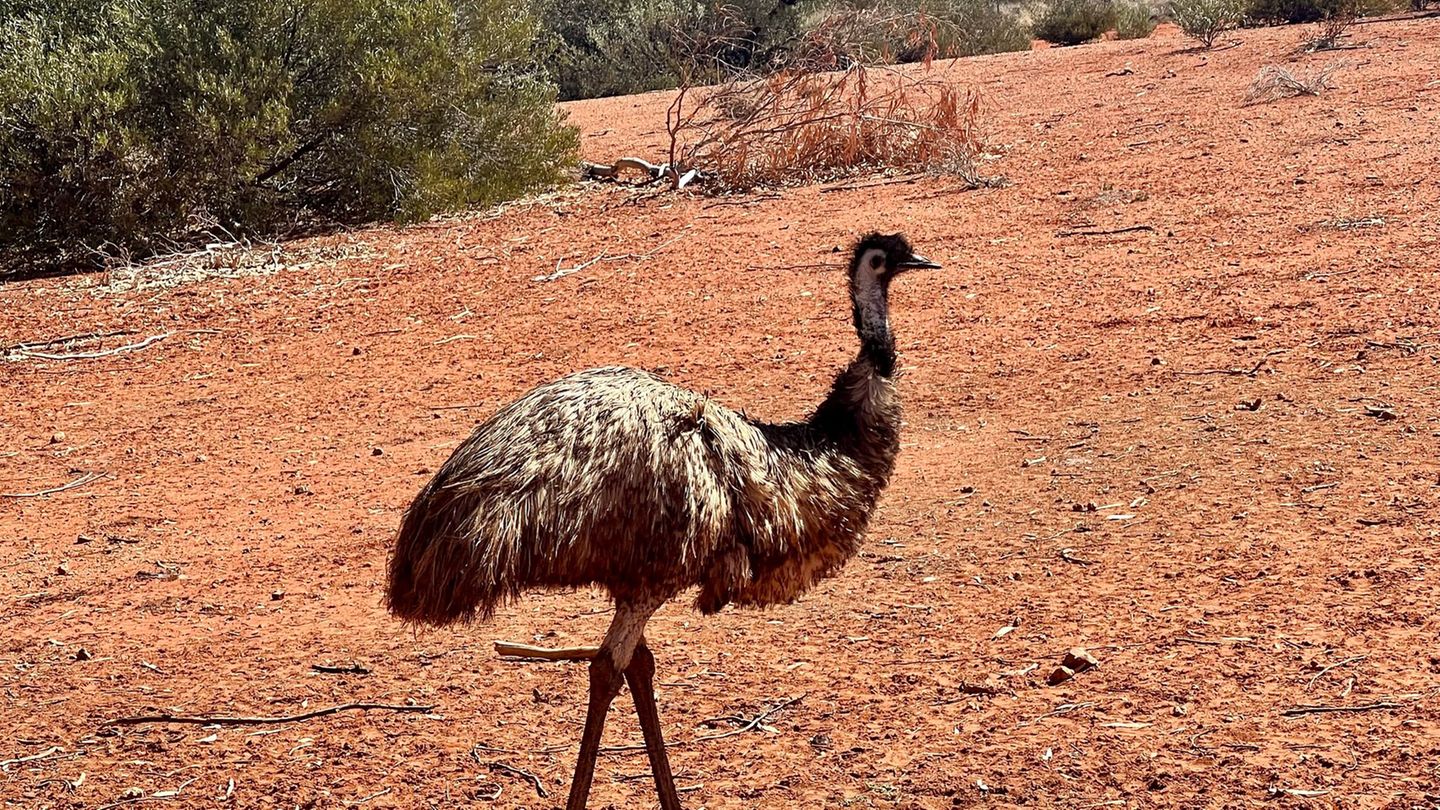 Emus kommen in freier Wildbahn in Australien vor. (Symbolbild) Foto: Carola Frentzen/dpa