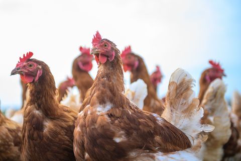 Nach einem weiteren Geflügelpest-Ausbruch in einem Großbetrieb in Ebersbach müssen rund 310.000 Tiere getötet werden (Symbolbild