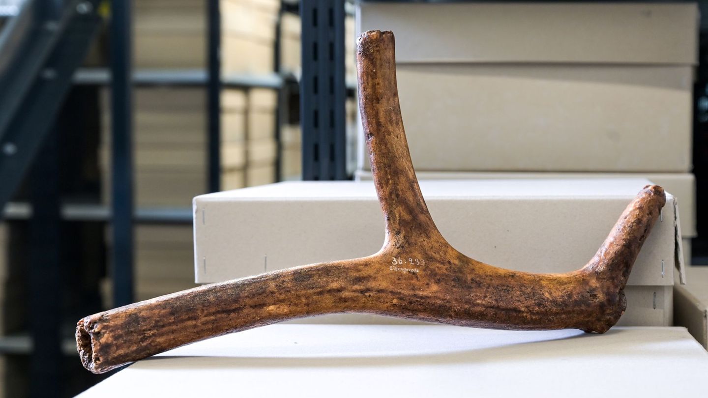 Das Geweih wurde bereits 1936 bei archäologischen Ausgrabungen entdeckt, als der Archäologe Paul Grimm nach Spuren aus der Altst