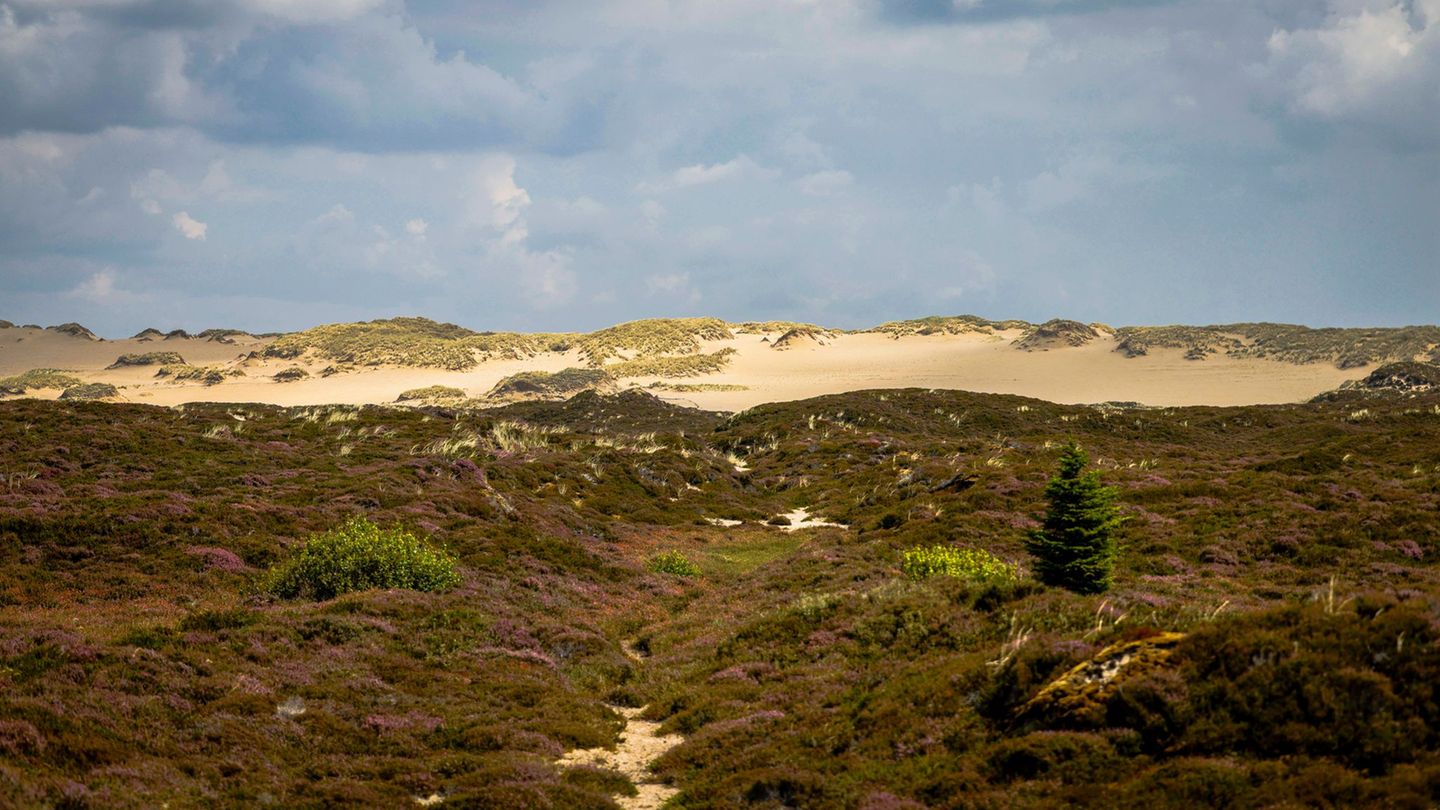 Ein bei der Auktion angebotenes Objekt in List bietet nach Angaben der DGA einen Blick auf die Heidelandschaft und die Wanderdün