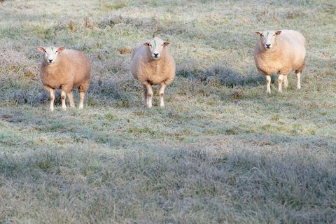 Wo bleibt der Schnee? (Archivbild) Foto: Uwe Anspach/dpa