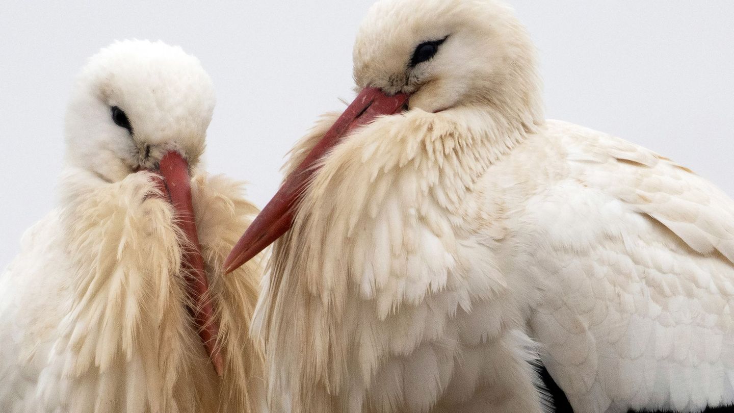 Wie viele Störche überwintern in Hessen? Noch bis Ende Januar können Beobachtungen dem Nabu gemeldet werden. (Symbolfoto) Foto:
