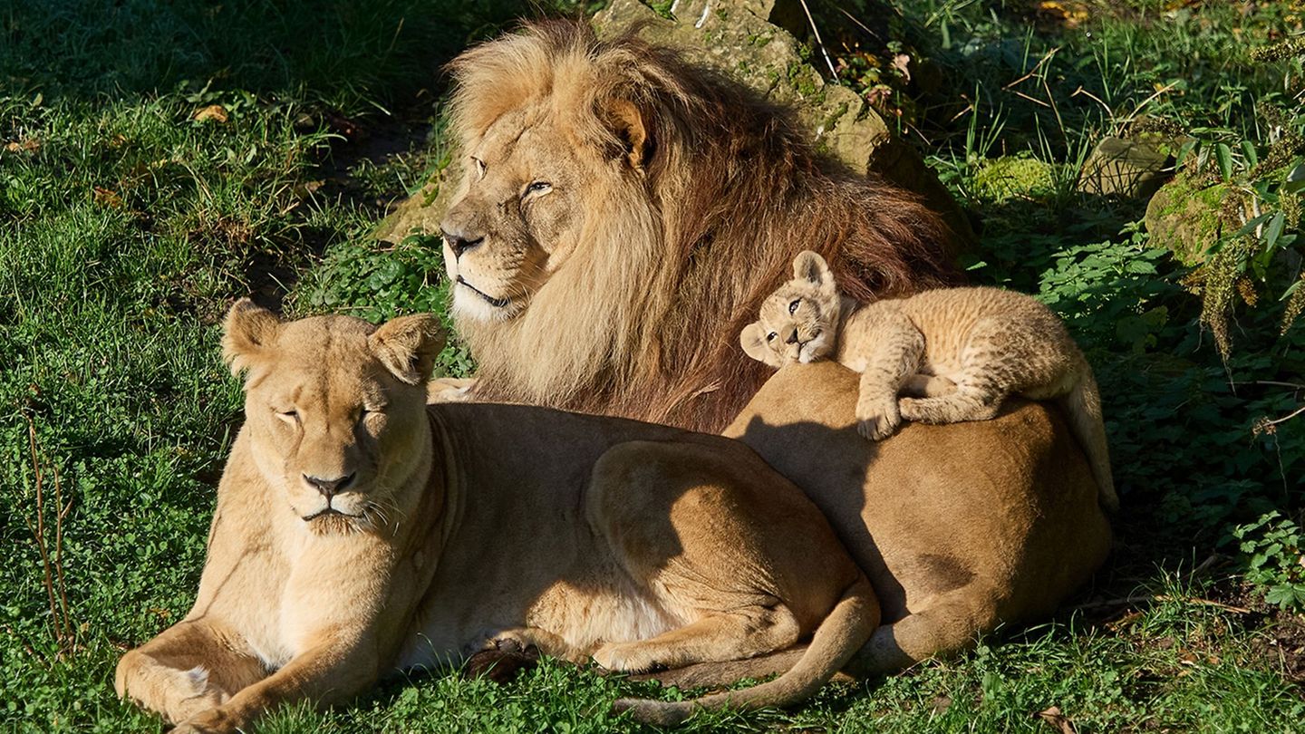 Löwe Chalid musste eingeschläfert werden Foto: Peter Bastian/Zoo Heidelberg/dpa