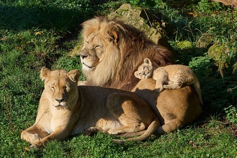 Löwe Chalid musste eingeschläfert werden Foto: Peter Bastian/Zoo Heidelberg/dpa
