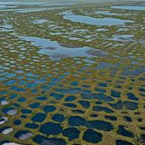 Wenn das Lenadelta von einem feingliedrigen grünen Raster überzogen wird, in dem sich Seen aus Schmelzwasser bilden, dann ist es offensichtlich: Der Permafrost schmilzt, auch in Nordosten Sibiriens. In den kurzen arktischen Sommern tauen die Permafrostböden der Arktis immer weiter auf – mit verheerenden Folgen: Zuvor jahrhundertelang eingefrorene Tier- und Pflanzenreste werden von Mikroorganismen zersetzt, die dabei Kohlendioxid und das noch klimaschädlichere Methan freisetzen. So heizt das Tauwetter die Erderwärmung an, die dann in Sibirien vor allem für eines sorgt: noch mehr tauenden Permafrost. Der feuert den Klimawandel zusätzlich durch den Albedo-Effekt an: Dunkle Oberflächen wie Pflanzen und Wasser reflektieren weniger Sonnenstrahlen in die Atmosphäre als helle Oberflächen aus Schnee und Eis es tun