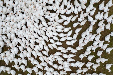 Ostdeutsche Bauernverbände warnen: Impfungen sind nicht immer die beste Lösung gegen Seuchen wie Vogelgrippe und Blauzungenkrank