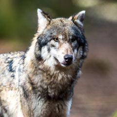 Laut Landesamt für Umwelt handelt es sich bei den Tieren im Video um Jungwölfe (Symbolbild)