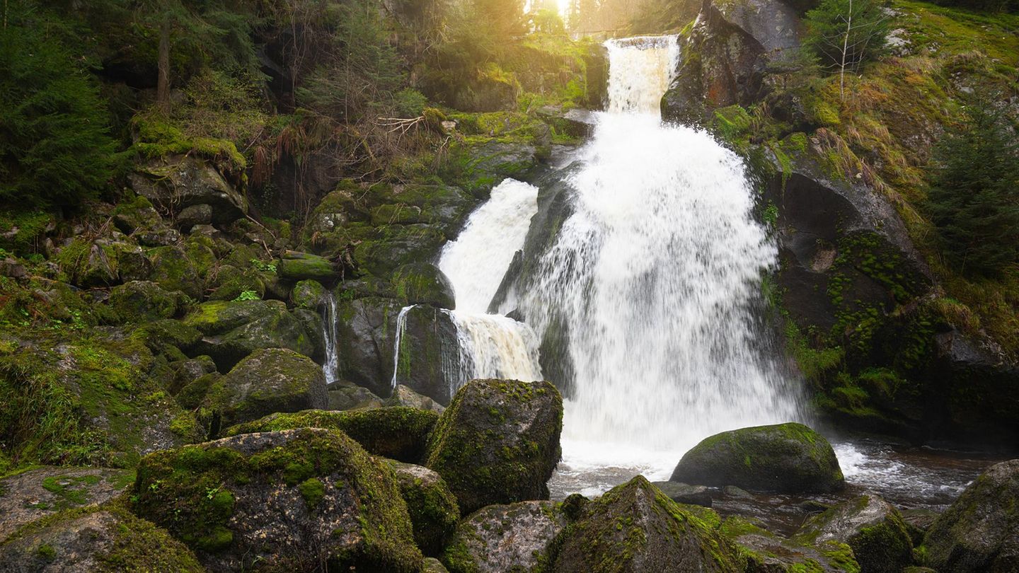 Einmal durch den Schwarzwald