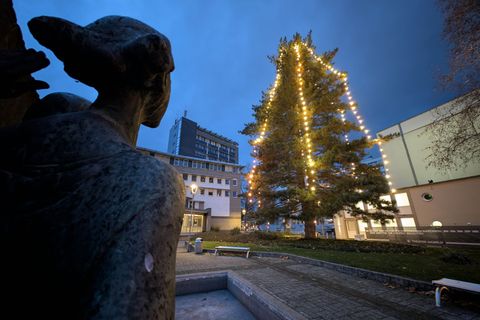 Die Lichterketten sind inzwischen zu klein für den Baum. Foto: Stefan Rampfel/dpa