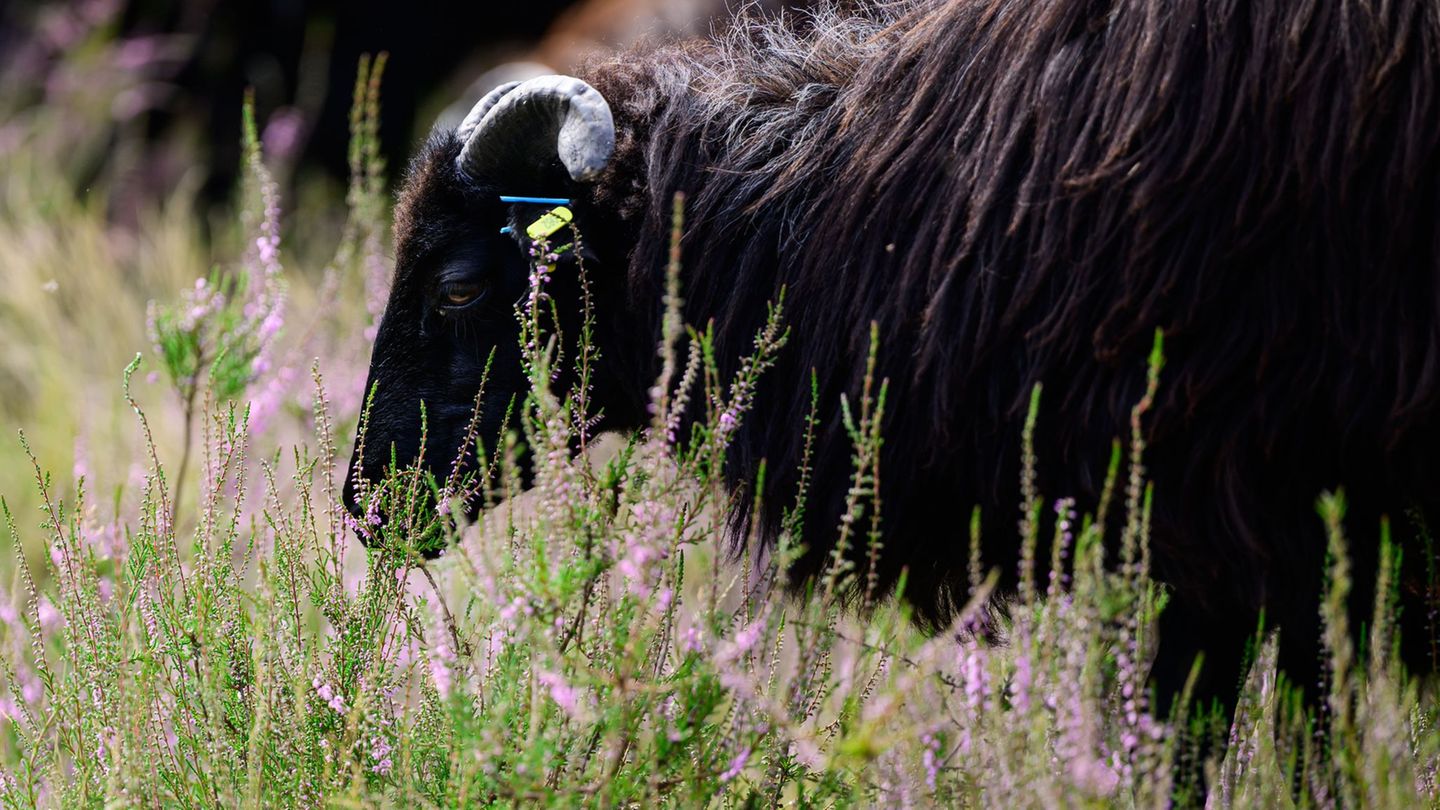 Die Lüneburger Heide ist die Weidelandschaft des Jahres 2026. Foto: Philipp Schulze/dpa